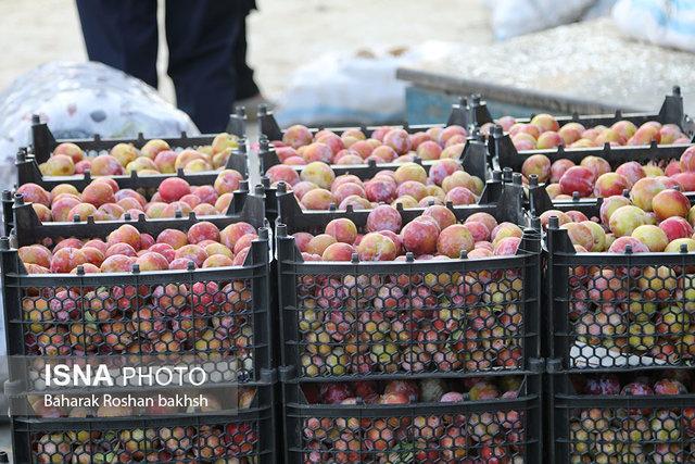 علت کمبود میوه در بازار یزد تعیین شد