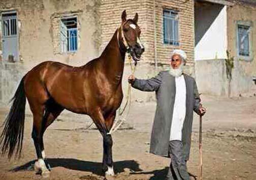 اسب نژاد ترکمن صنعتی که می توانست گل کند اما نشد، سودی که به جای جیب پرورش دهندگان نصیب واسطه ها می گردد