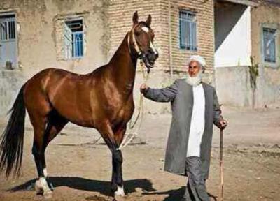 اسب نژاد ترکمن صنعتی که می توانست گل کند اما نشد، سودی که به جای جیب پرورش دهندگان نصیب واسطه ها می گردد