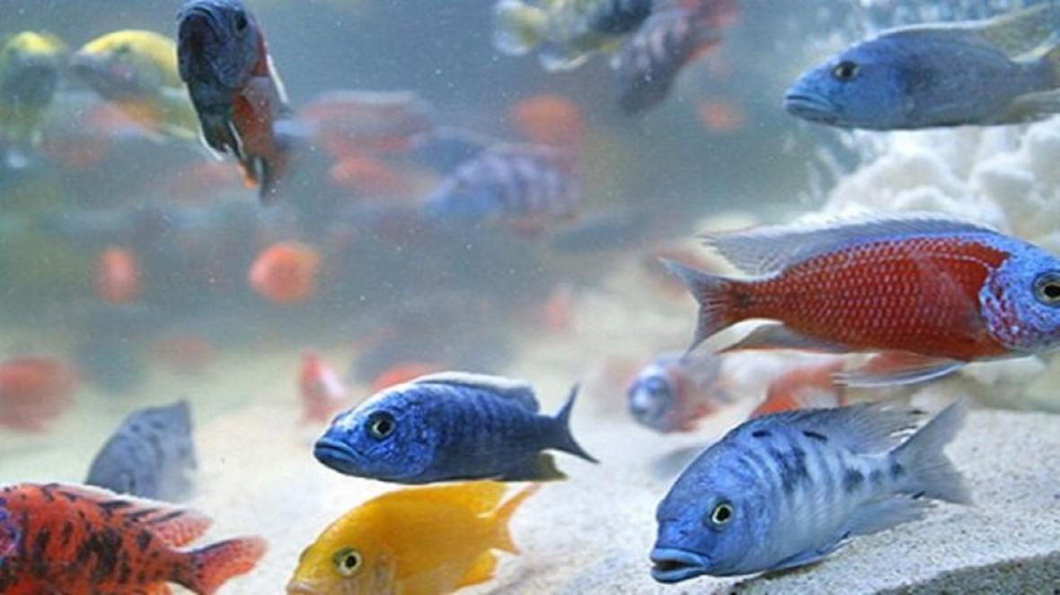 تولید یک میلیون قطعه ماهی زینتی در خراسان جنوبی فراوری یک میلیون قطعه ماهی زینتی در خراسان جنوبی