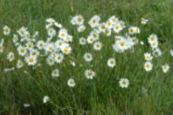 گل مینا در درمان چه کاربردهایی دارد؟