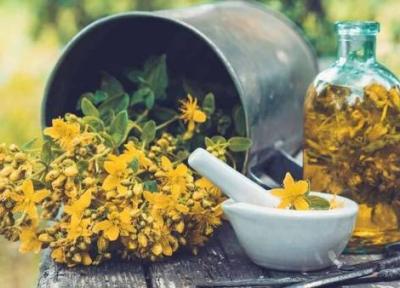 کدام گیاهان دارویی خستگی مزمن را کاهش می دهند؟